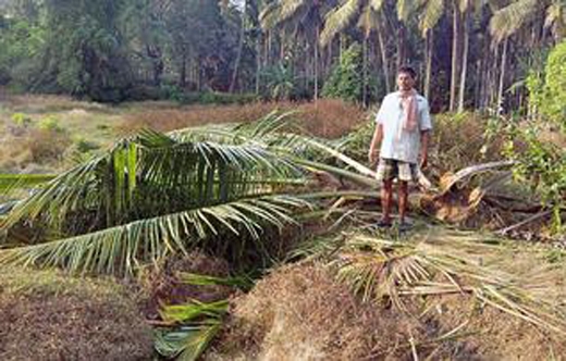 Elephants ravage farm fields in five villages